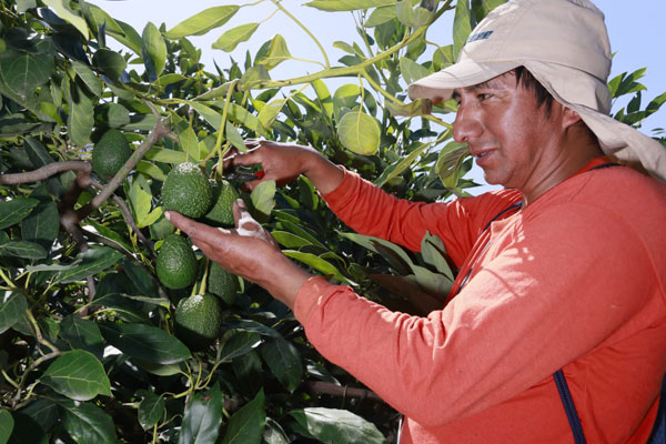 https://agrotid.com.pe